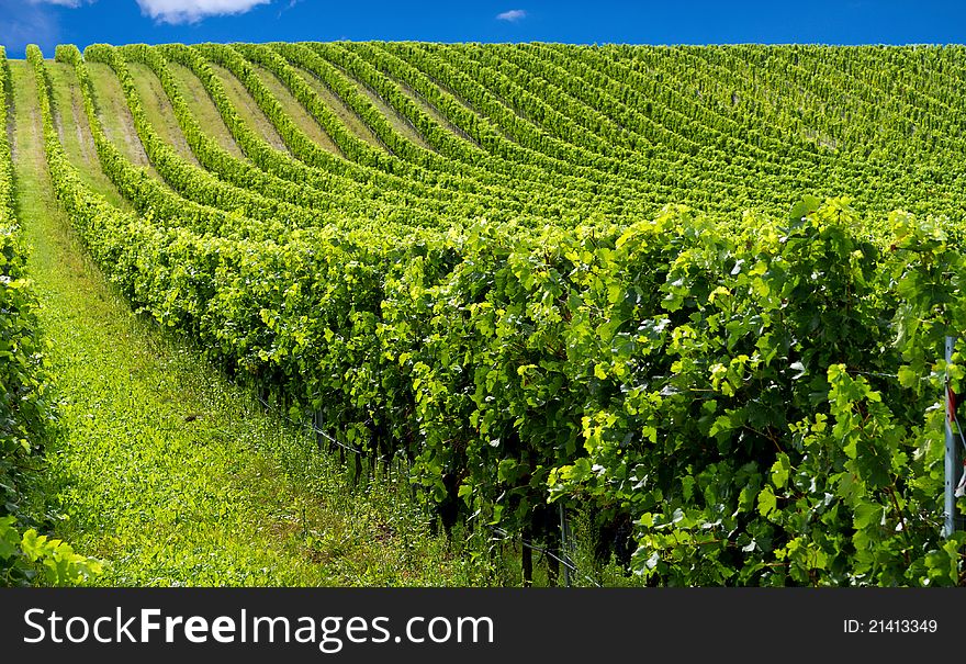 Beautiful rows of grapes before harvesting