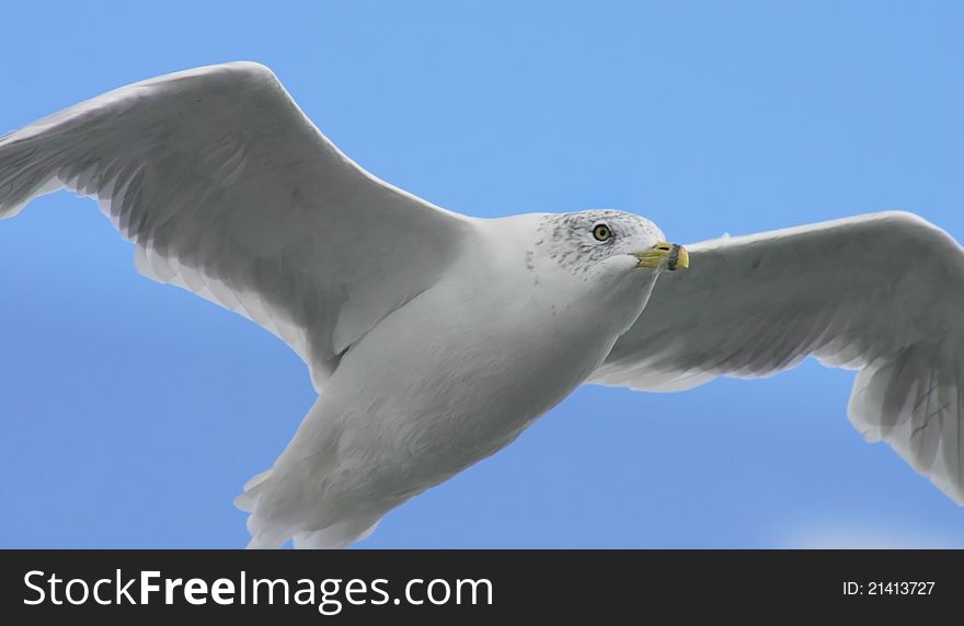 Close up of a seagull following our boat