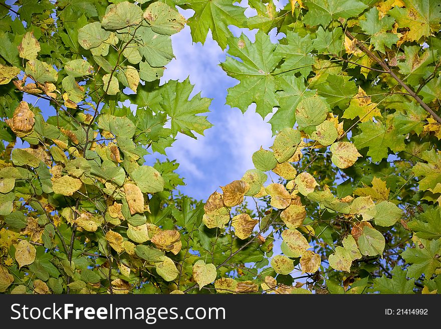 Autumn Leaves Floating In The Sky