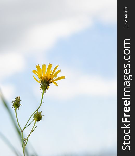 Hawkweed (Hieracium) - a flower, common on the east coast of the Baltic Sea