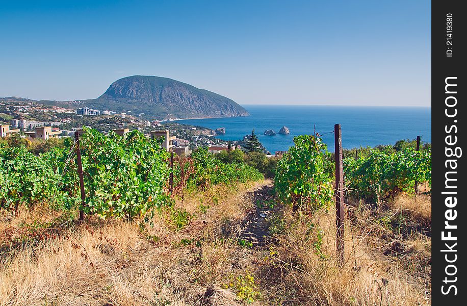 Vineyard and villages in coast. Vineyard and villages in coast