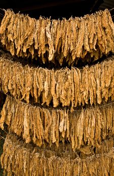 Tobacco Leaves Royalty Free Stock Photography Tobacco Leaves Royalty Free Stock Photography