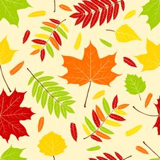 Autumn Leaves. Royalty Free Stock Photography Autumn Leaves. Royalty Free Stock Photography