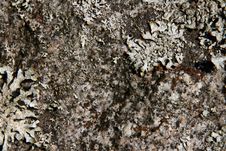 Algae Covered Rock Royalty Free Stock Photo Algae Covered Rock Royalty Free Stock Photo