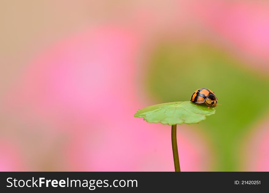 Aiolocaria hexaspilota ladybug with romantic background. Aiolocaria hexaspilota ladybug with romantic background