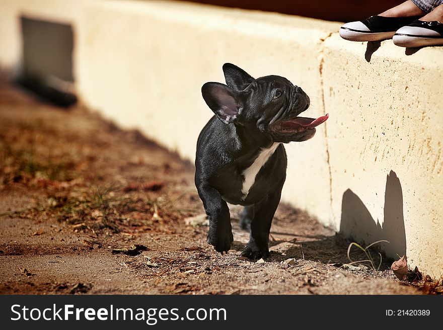 French bulldog puppy on a walk