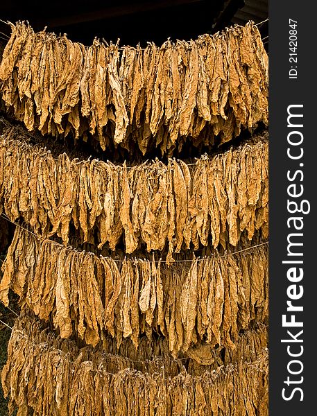 The classic method of drying tobacco in the barn. The classic method of drying tobacco in the barn