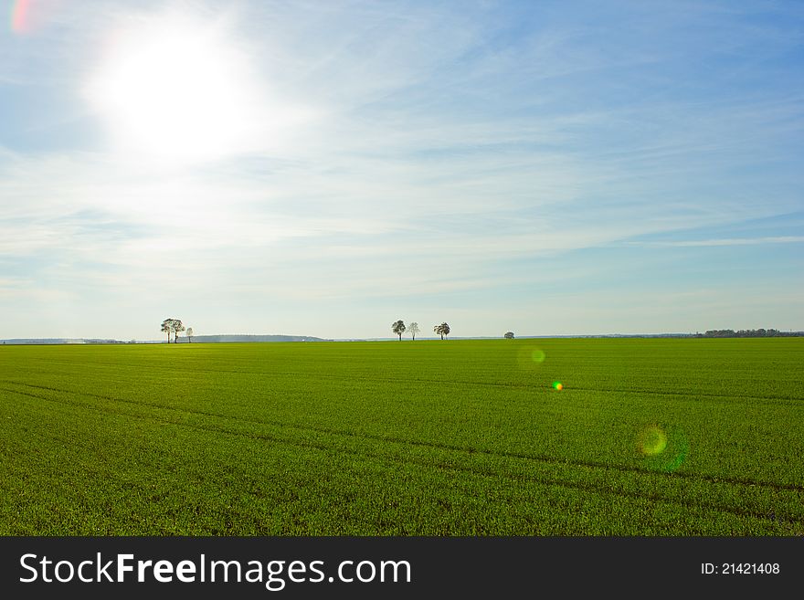 Green field with sunlight ray