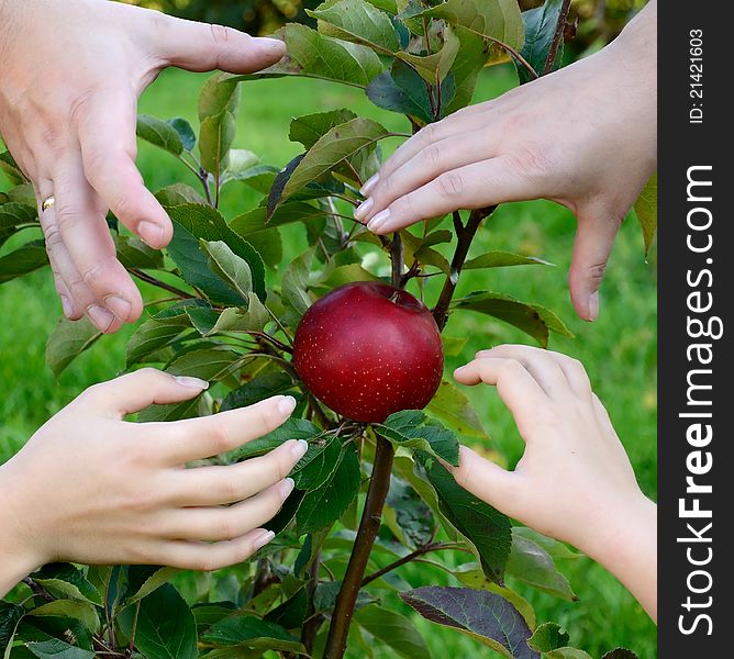 Four hands wants to reach an apple. Four hands wants to reach an apple