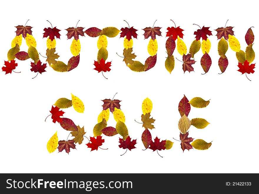 The words Autumn Sale on white leaves of trees