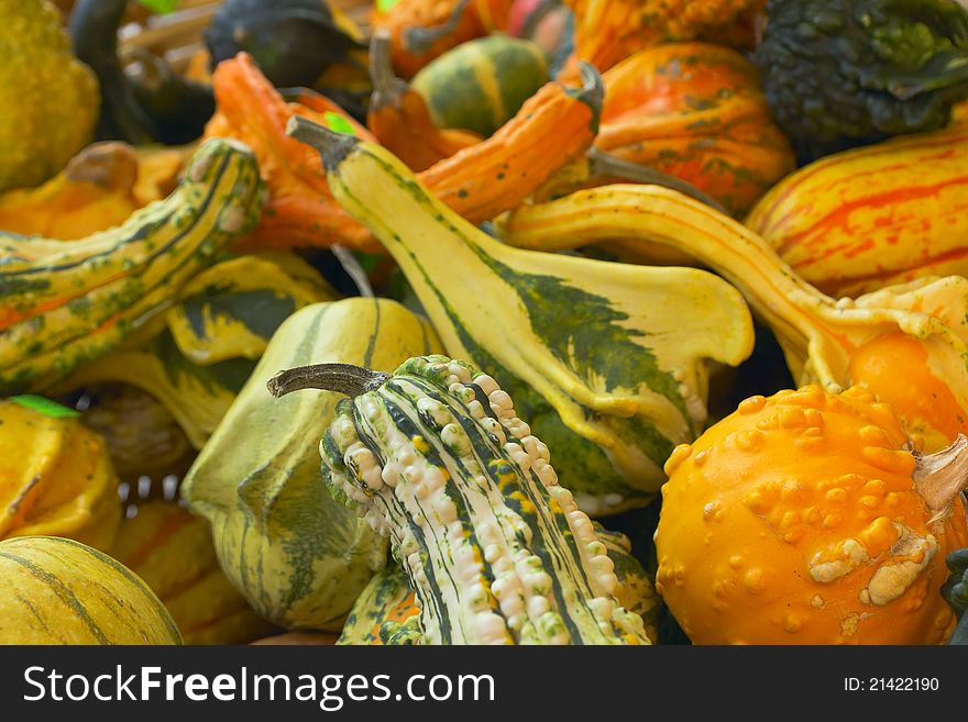 Colorful pumpkins on the market