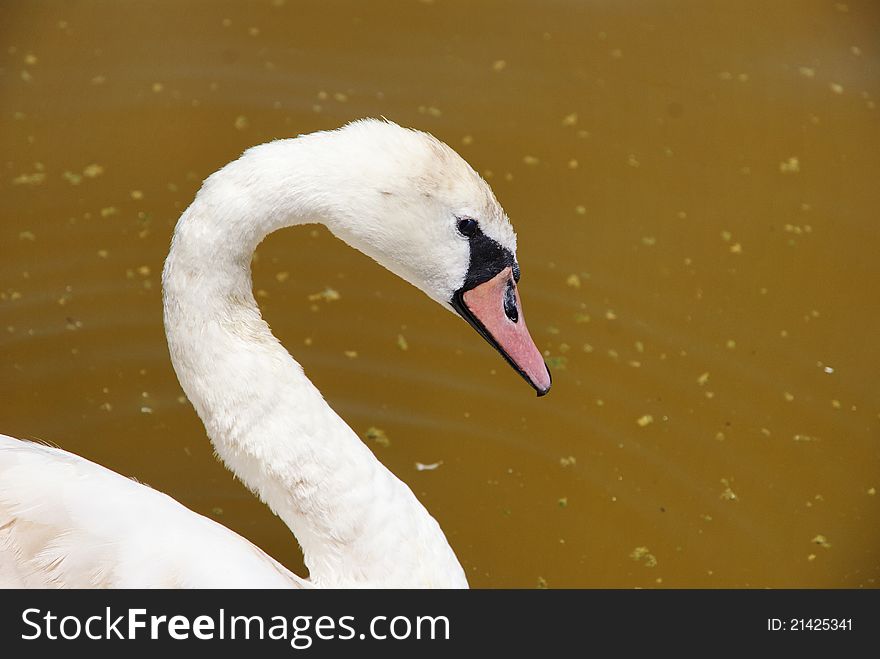 Expressive S Swan Look