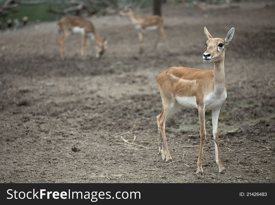 Baby brown deer in safari