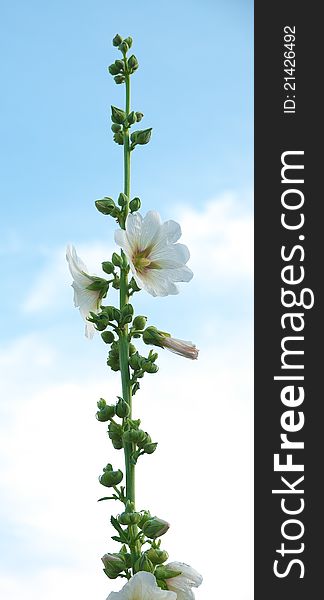 Vertical mallow flower on sky background.