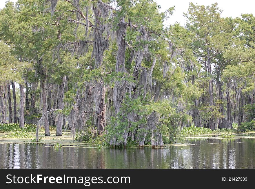 Spanish moss growing wild on cypress trees