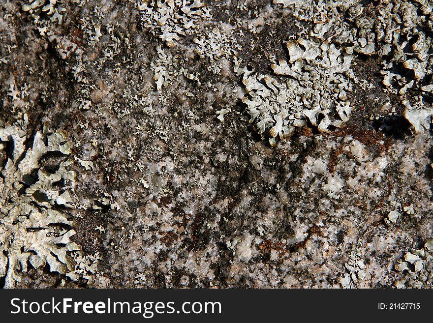 Rock background with algae in muted colors. Rock background with algae in muted colors
