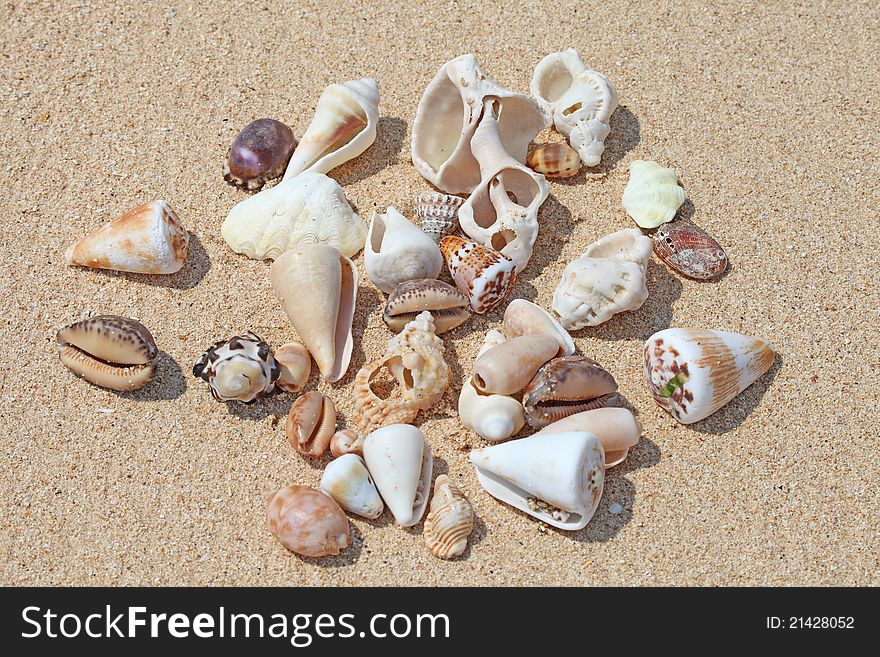Many ocean shells on sand background