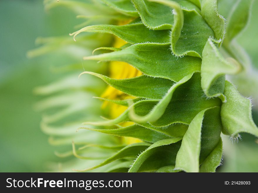 Abstract flower nature environment closeup. Abstract flower nature environment closeup