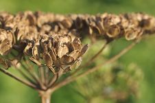 Field Flower Dry Stock Images Field Flower Dry Stock Images
