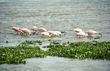 Flock Of Roseate Spoonbills Trawling The Water For Royalty Free Stock Photos Flock Of Roseate Spoonbills Trawling The Water For Royalty Free Stock Photos