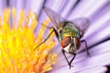 Fly Royalty Free Stock Photography Fly Royalty Free Stock Photography