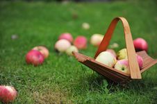 Basket With Apples Royalty Free Stock Photography