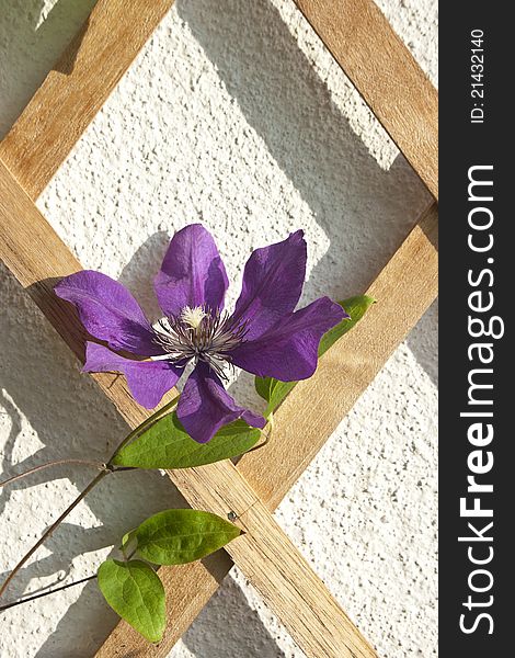 Climbing violet flower on ornamental wood hedge. Climbing violet flower on ornamental wood hedge