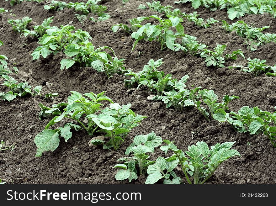 In the photo field of potatoes. plants in rows. In the photo field of potatoes. plants in rows