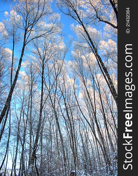 On a photo winter landscape birch grove