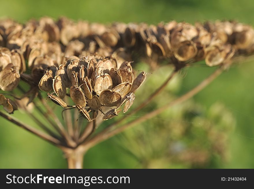 Field flower seeds dry on a green background. Field flower seeds dry on a green background