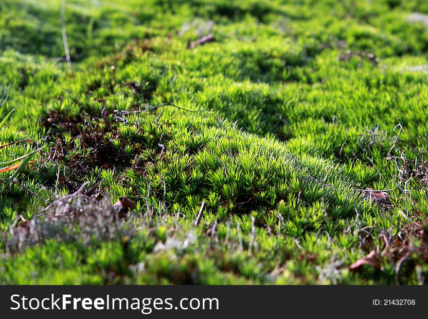 Background of fresh green moss. Background of fresh green moss