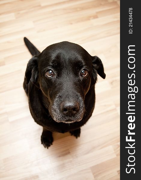 Black dog Labrador sitting on the floor