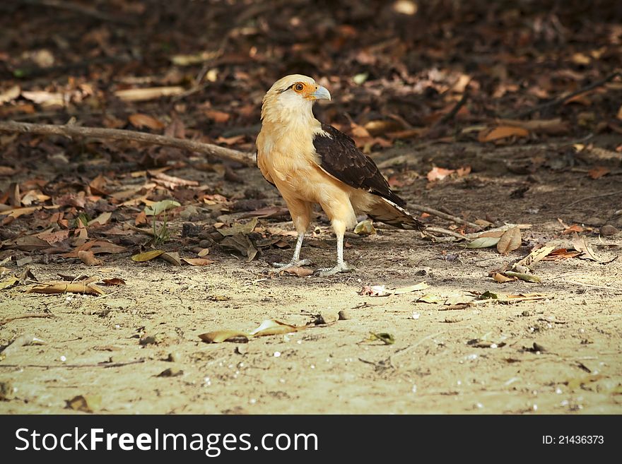 Yellow-headed Caracara standing in the forest leaves. Yellow-headed Caracara standing in the forest leaves