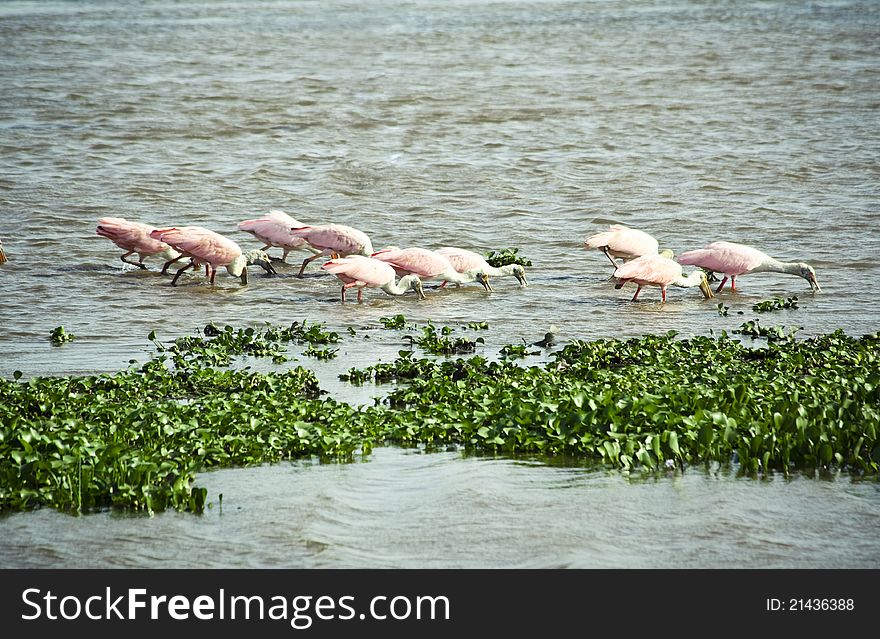 Flock of Roseate Spoonbills trawling the water for fish food