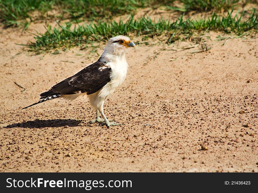 Yellow-headed Caracara Standing On The Shore