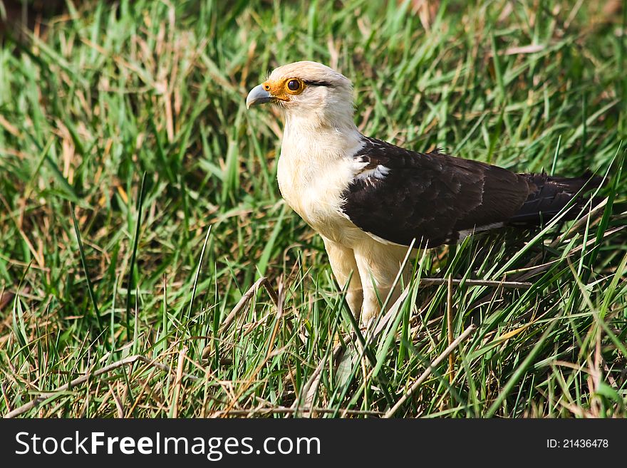 Yellow-headed Caracara standing in the grass (side-view)
