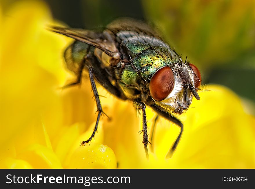 Close up of a fly on the top of an yellow flower