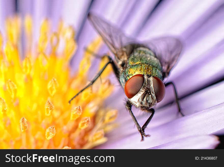 Close up of a fly resting on the top of an yellow/blue flower