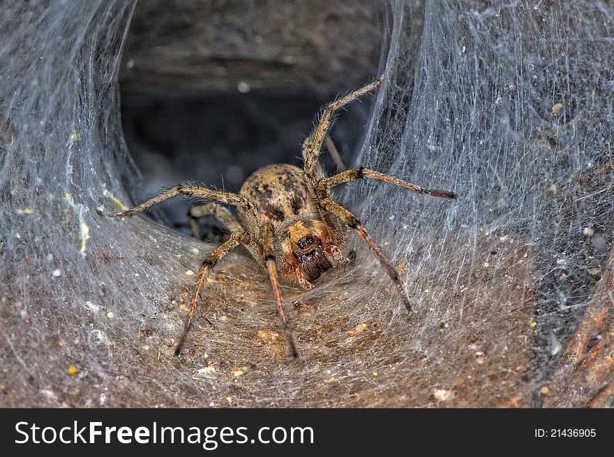 A tunel web spider on the front of his tunel