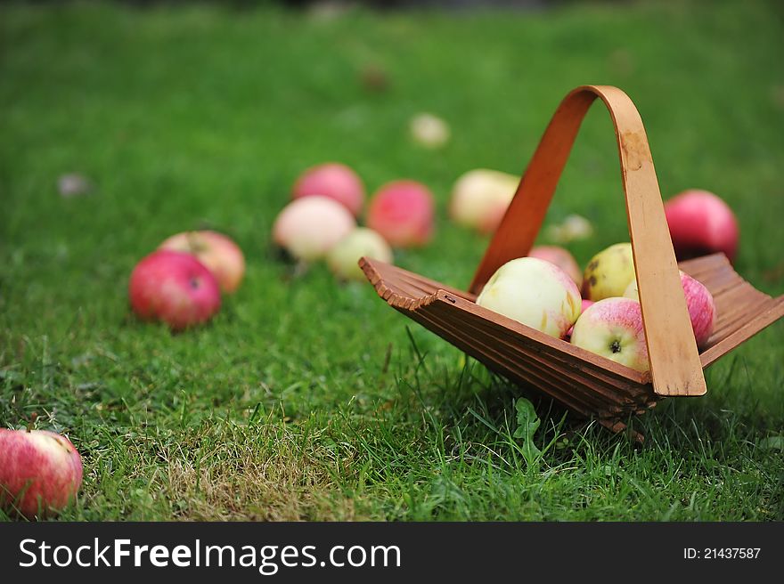 Wicker basket with apples in garden