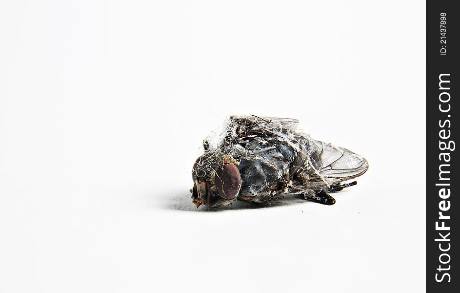 Dead Fly: Captured by  a spider