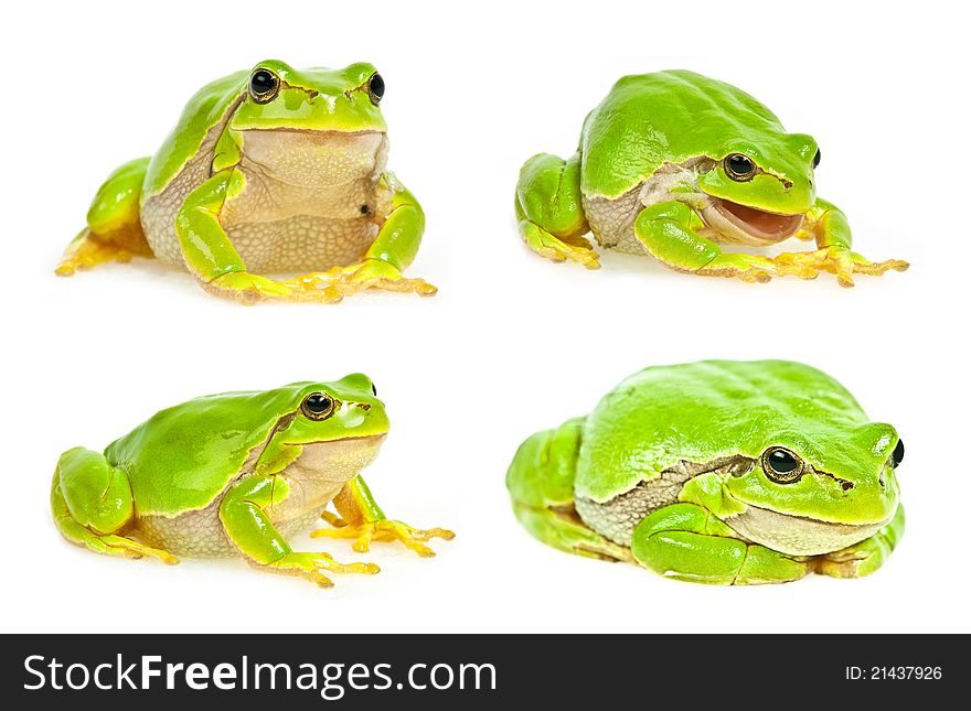 Tree frog collection