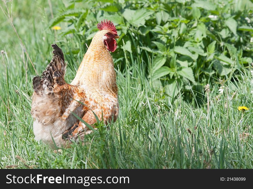 Country rooster walking in the grass. Country rooster walking in the grass