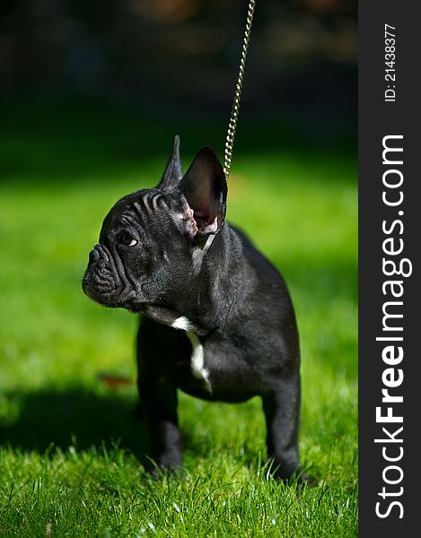 Black French bulldog puppy portrait on green grass background