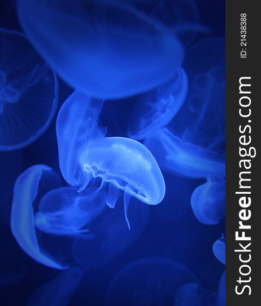 Many nice jellyfishes in deep blue water