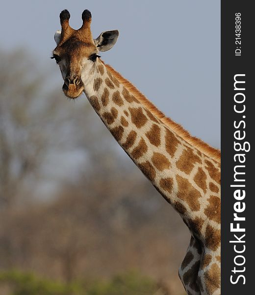 The giraffe is the tallest land-living animal of the world. The giraffe is the tallest land-living animal of the world.