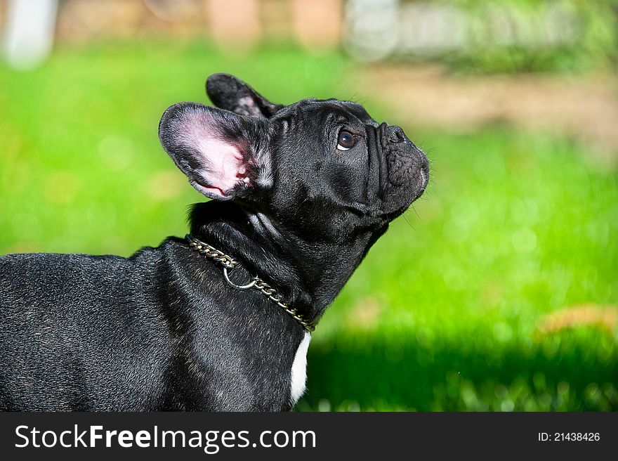 Black French bulldog puppy portrait on green grass background