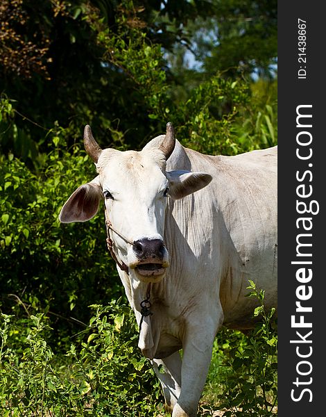 Asian lineage cow in tropical field