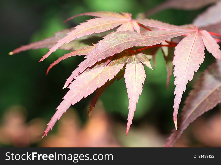 Small tree Acer palmatum also called 'Bloodgood'