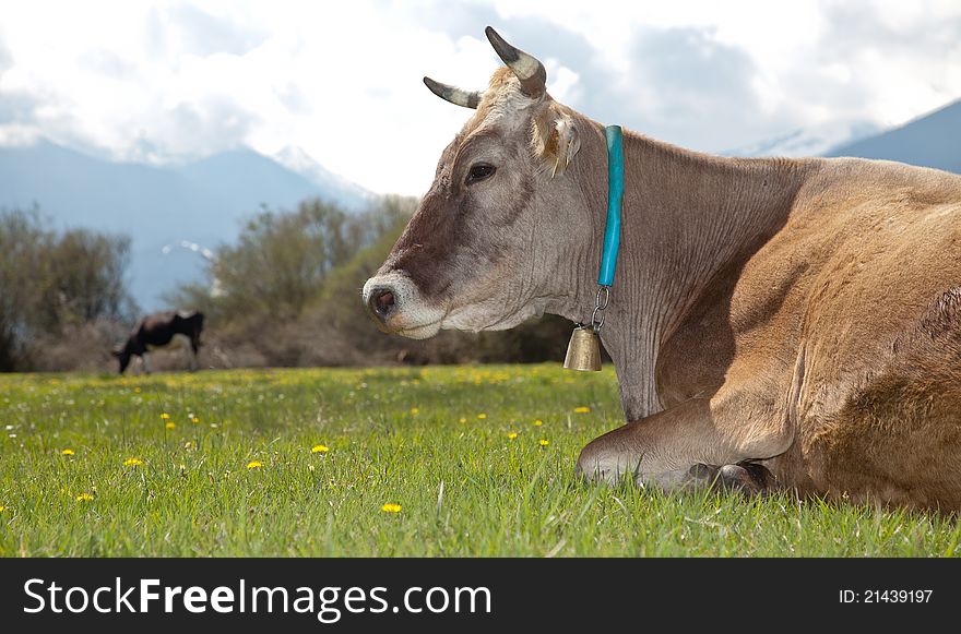 Close-up of brown cow lying on green meadow. Close-up of brown cow lying on green meadow